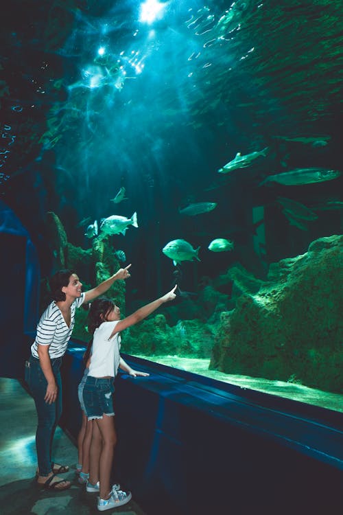 Free People Visiting an Aquarium Stock Photo